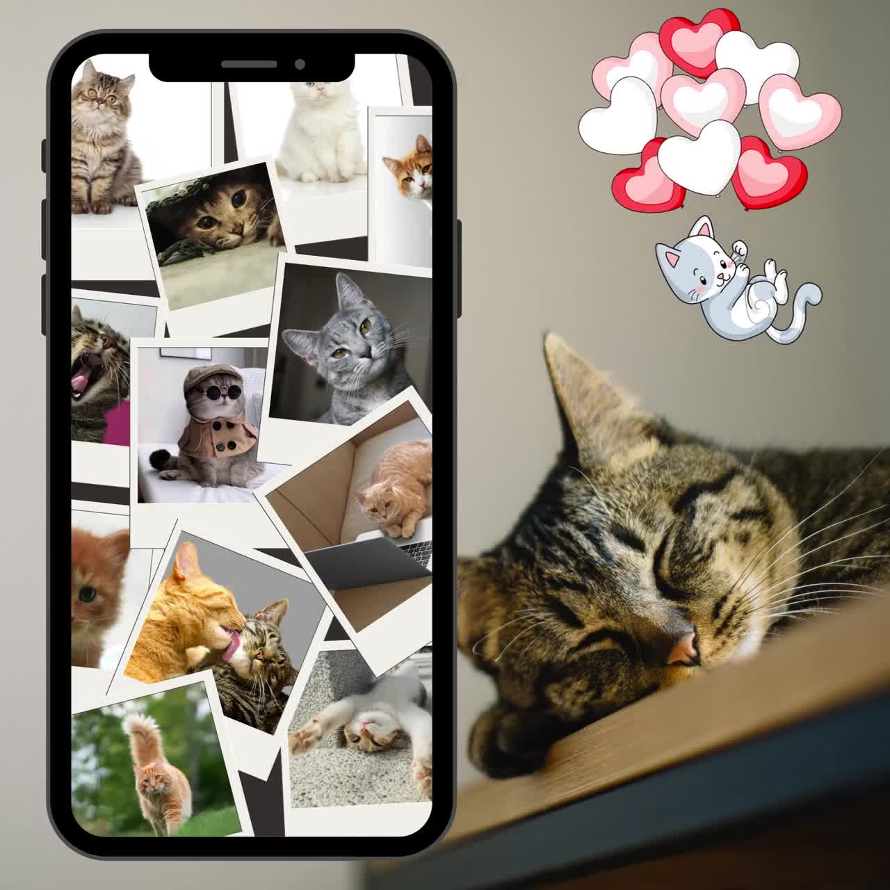 Cats Phone Wallpaper | Cat Lovers | Phone Wallpaper | Waste Free | Paperless