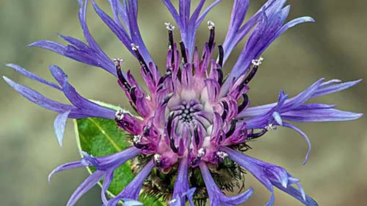 Bachelor Buttons Perennial - Gallon Pot - Centaurea Montana