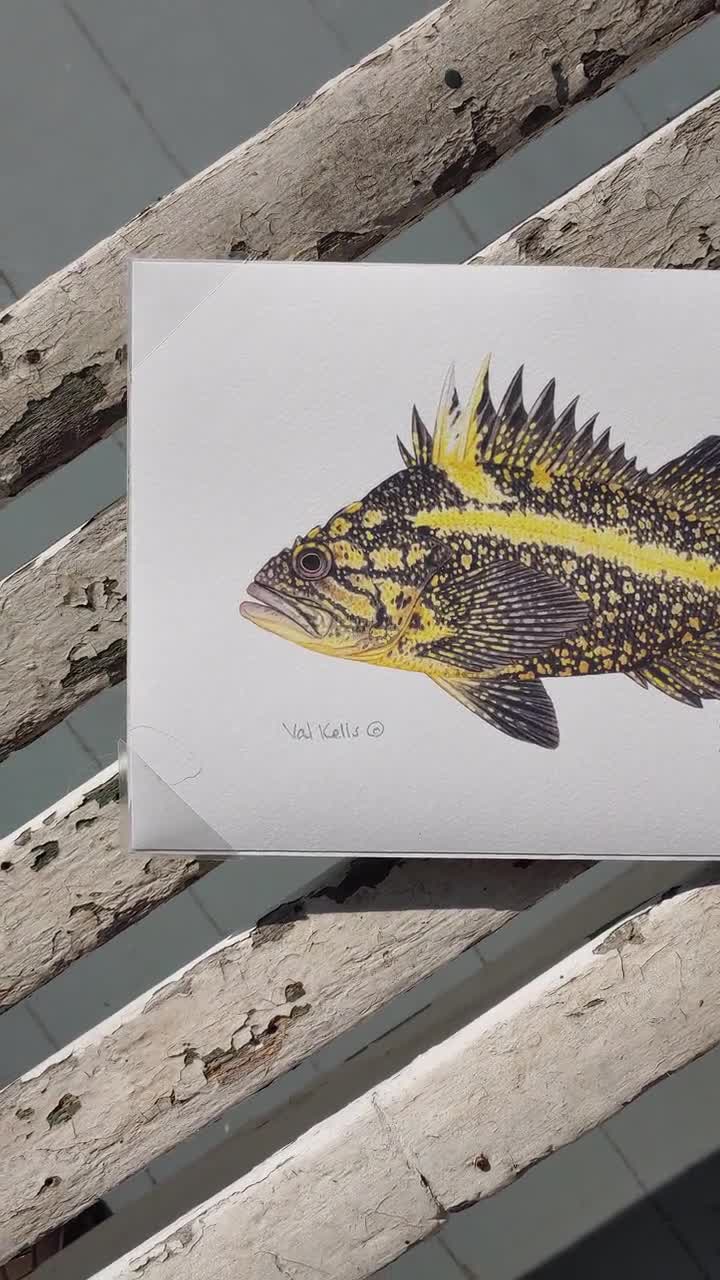 China, Black-and-yellow, Quillback Rockfish Giclee Prints China