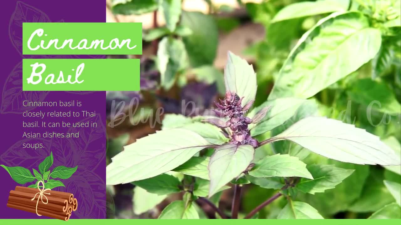 Cinnamon Basil Seeds Grow Your Own Aromatic basil plants with a flavorful twist