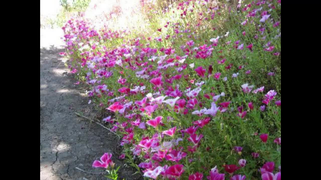 How To Grow Satin Flower (Clarkia Amoena) Gardener's Path