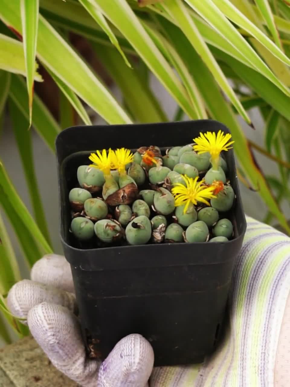 Conophytum Luiseae - Succulent - Etsy