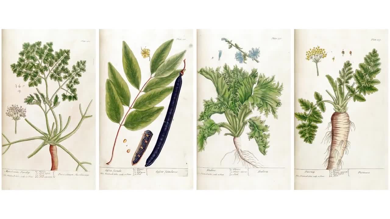 Curious Herbal 82 Botanical Illustrations Set 5| Botany Images Medicinal  Plant Wall Art Bundle| HQ Vintage Flower Painting| Digital Download