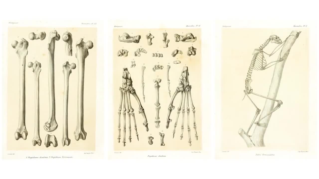 Madagascar Mammal Atlas HD Animal Anatomy 104 Images