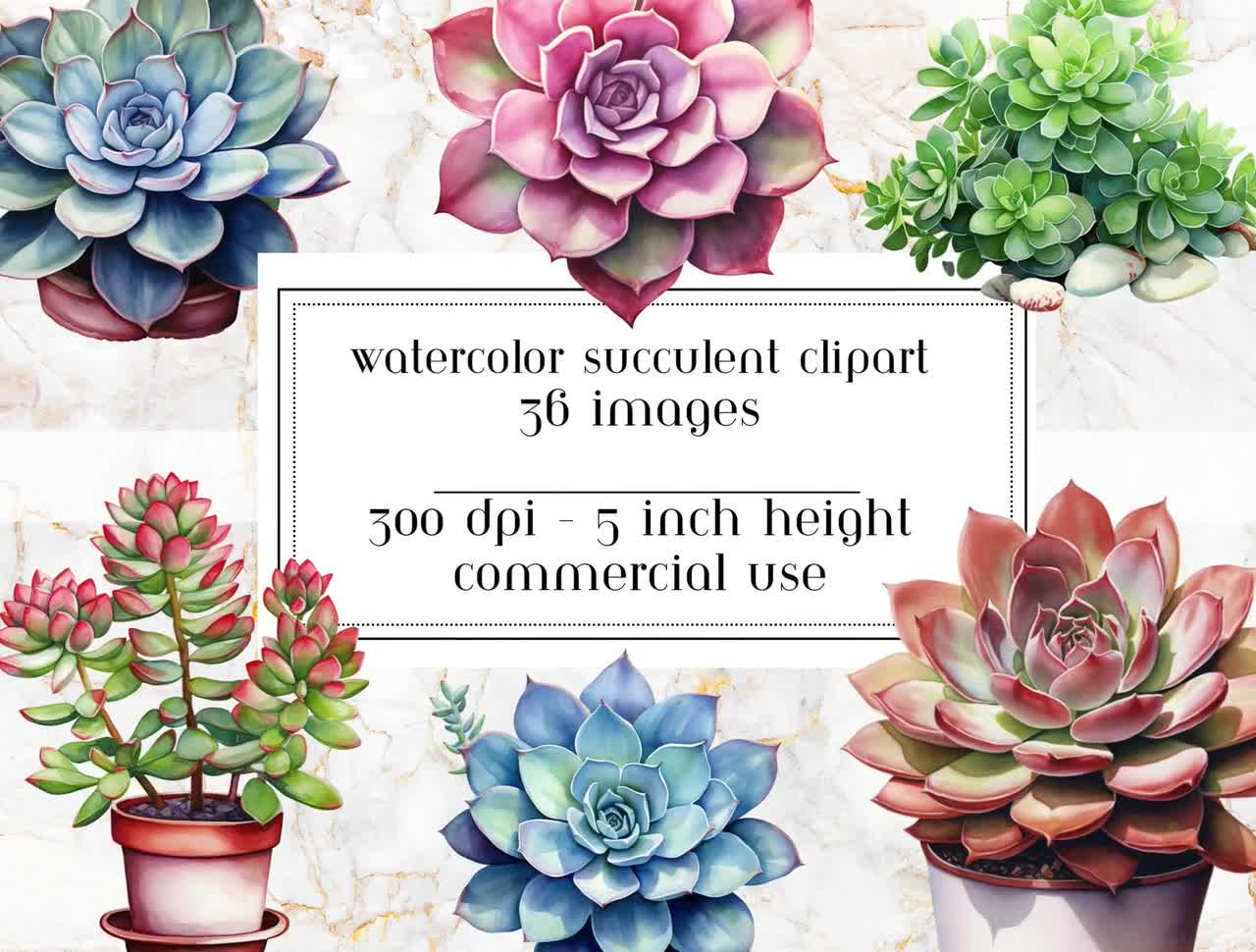 Watercolor Succulent Clipart: Commercial Use Graphics (digital Download) -  Etsy