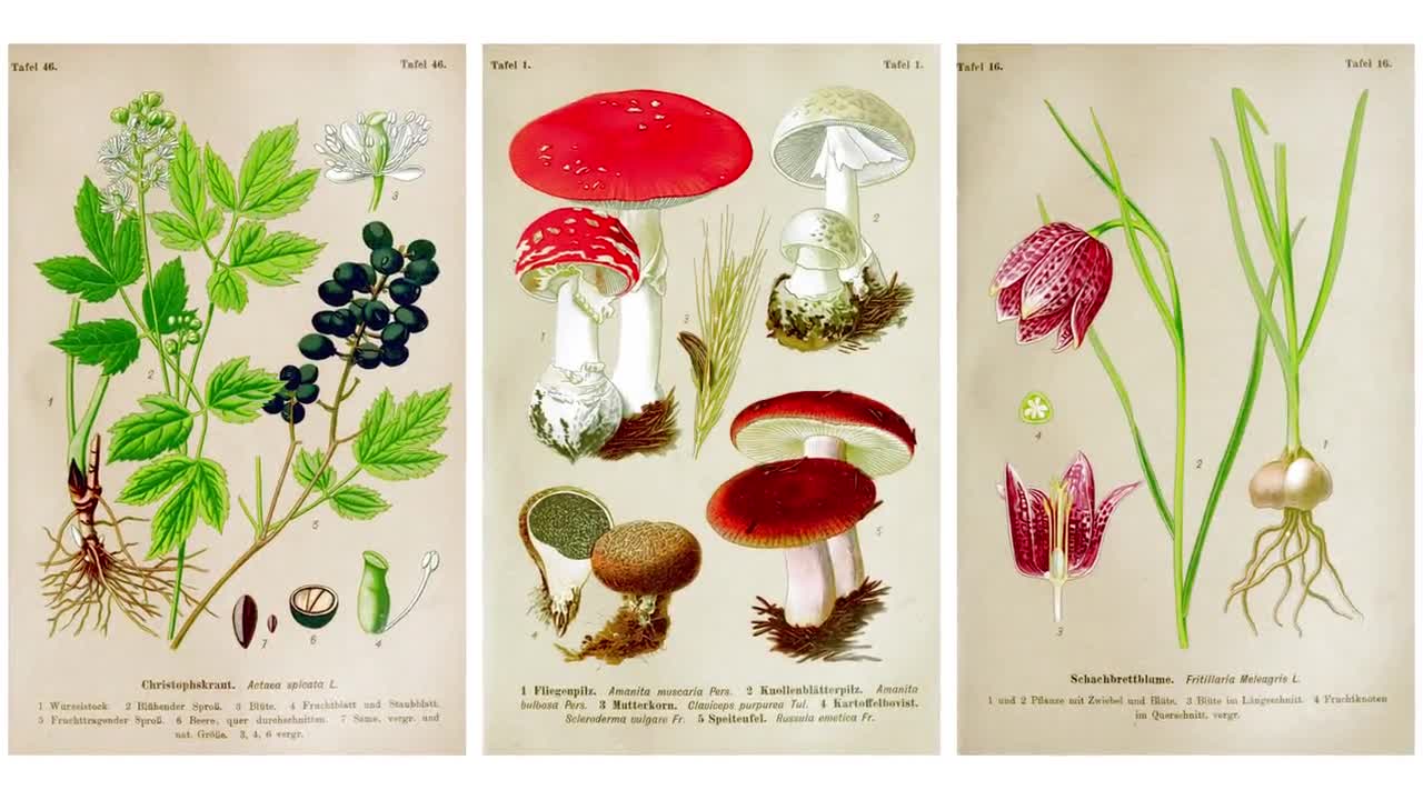 Poisonous Plants of Germany 56 Botanical Illustrations V1 | Botany