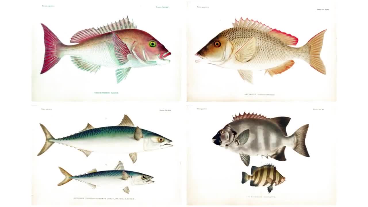 Restored Japanese Fauna V2 Pisces | 81 HQ Printable Fish