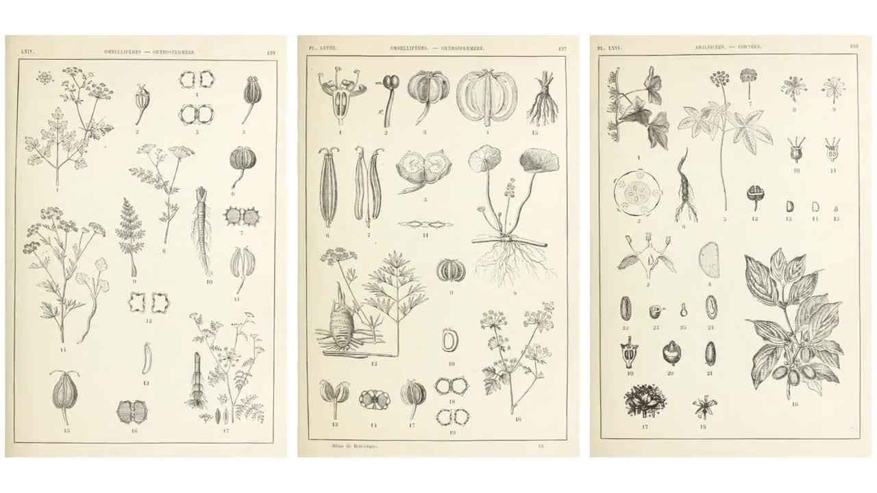 Botanical Manual Atlas 99 Illustration Set 1 | Botany Images