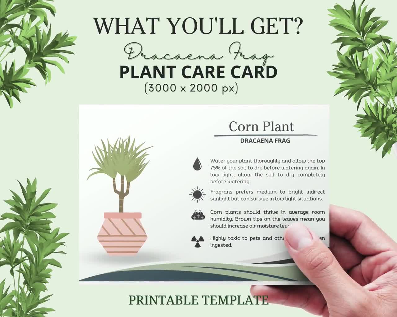 Corn Plant Care Card, Dracaena Frag Care Card, How to Care for Dracaena,  How to care for Corn Plant, Corn Plant Water, Dracaena Sunlight