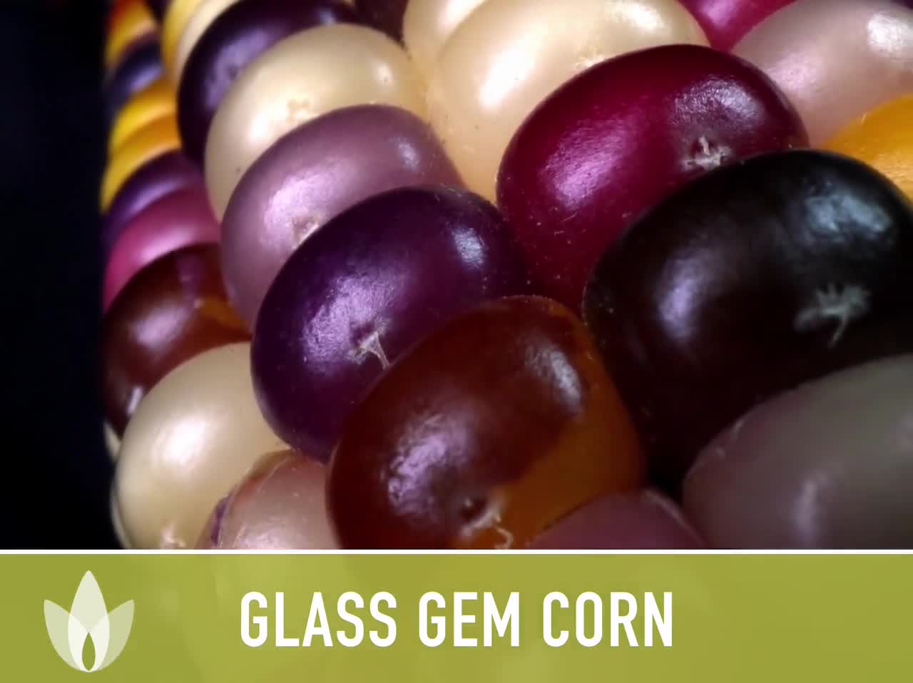 Glass Gem Flint Corn Seeds