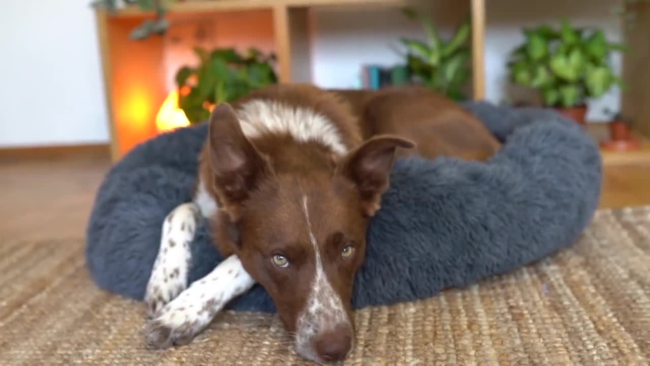 Got my old man a squishmallow bed. He has been sleeping for hours. Happy  dog life. : r/Dachshund