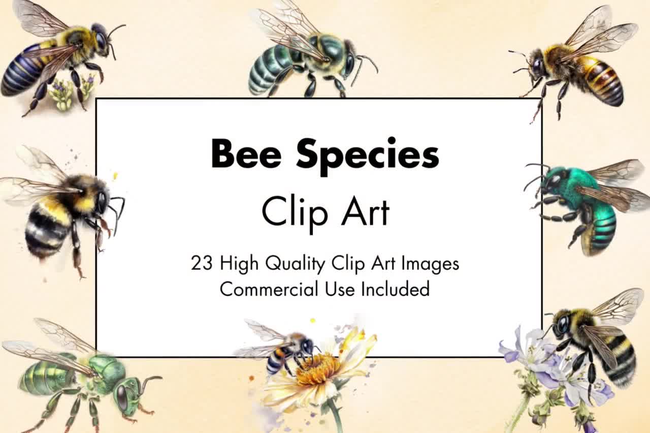 Especies Abeja Clipart - 23 JPGs Alta Calidad - Fondo Blanco y Transparente - Ilustracion Acuarela - Descarga Digital - Uso Comercial video poster