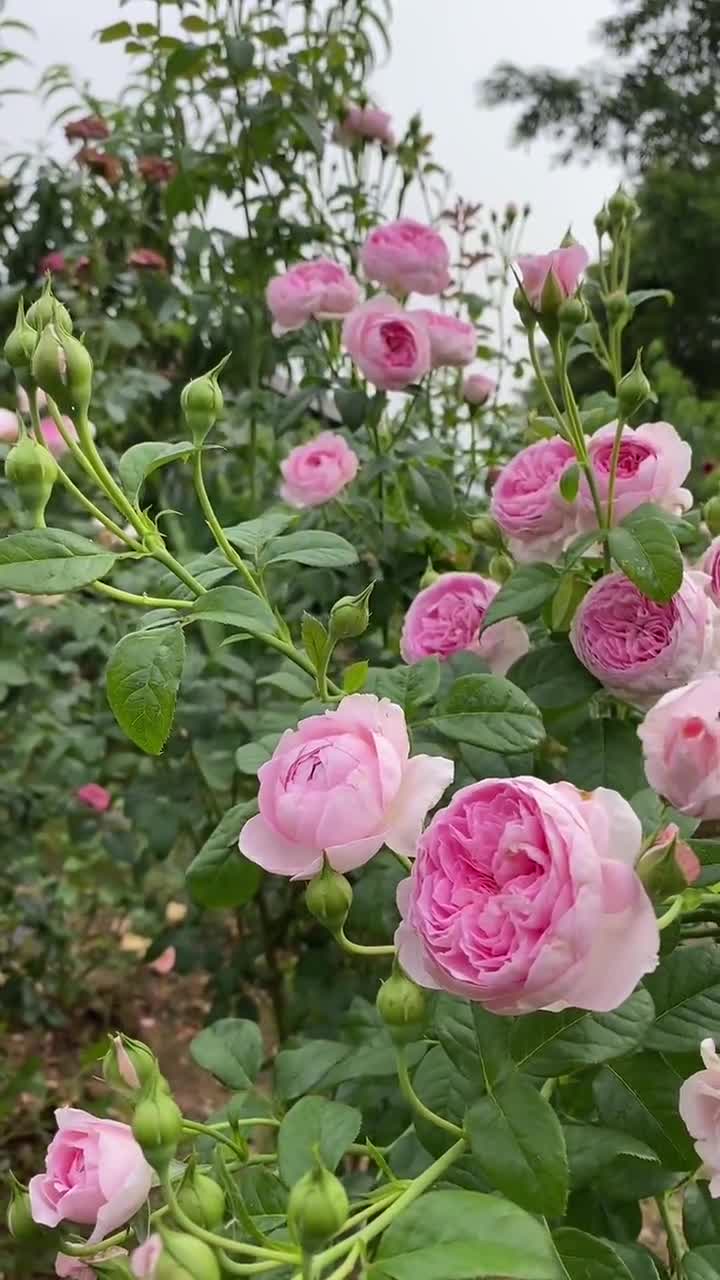 Rose【mon Coeur|モンクゥール】 -1.5gal+ Ownroot| Bloom Repeatedly