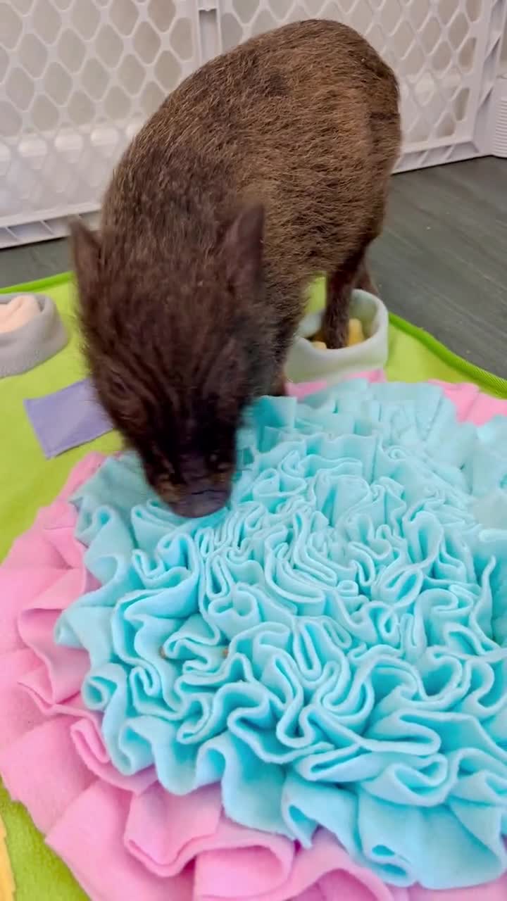 Piggy Poo and Crew Double Bowl Snuffle Mat with A Treat Ball and Squeakers