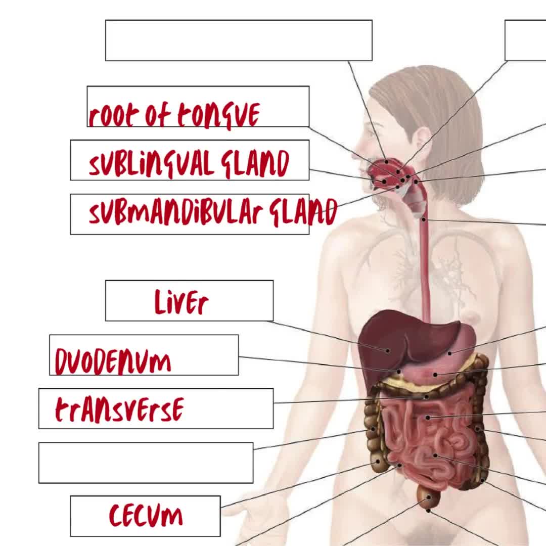 Anatomy Of The Digestive System Worksheet 50 Digestive System