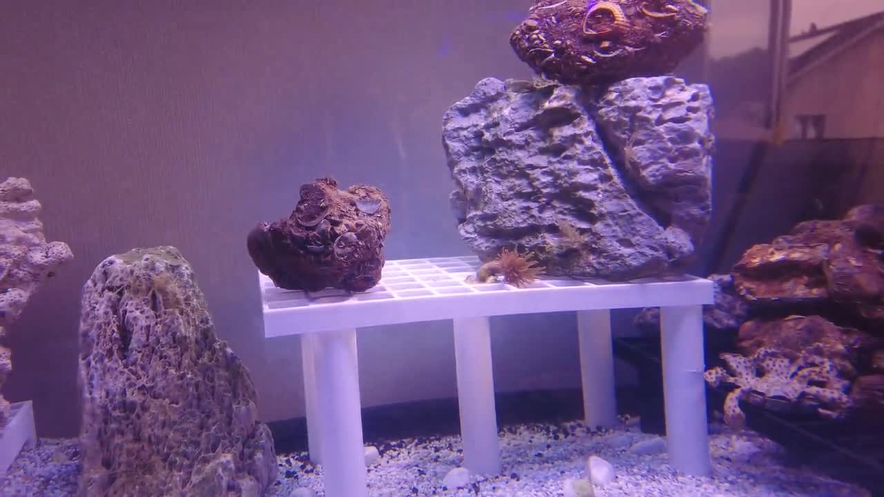 サンゴプラグスタンド 安定 5脚 66穴 海水ペットを置くための - サンゴ