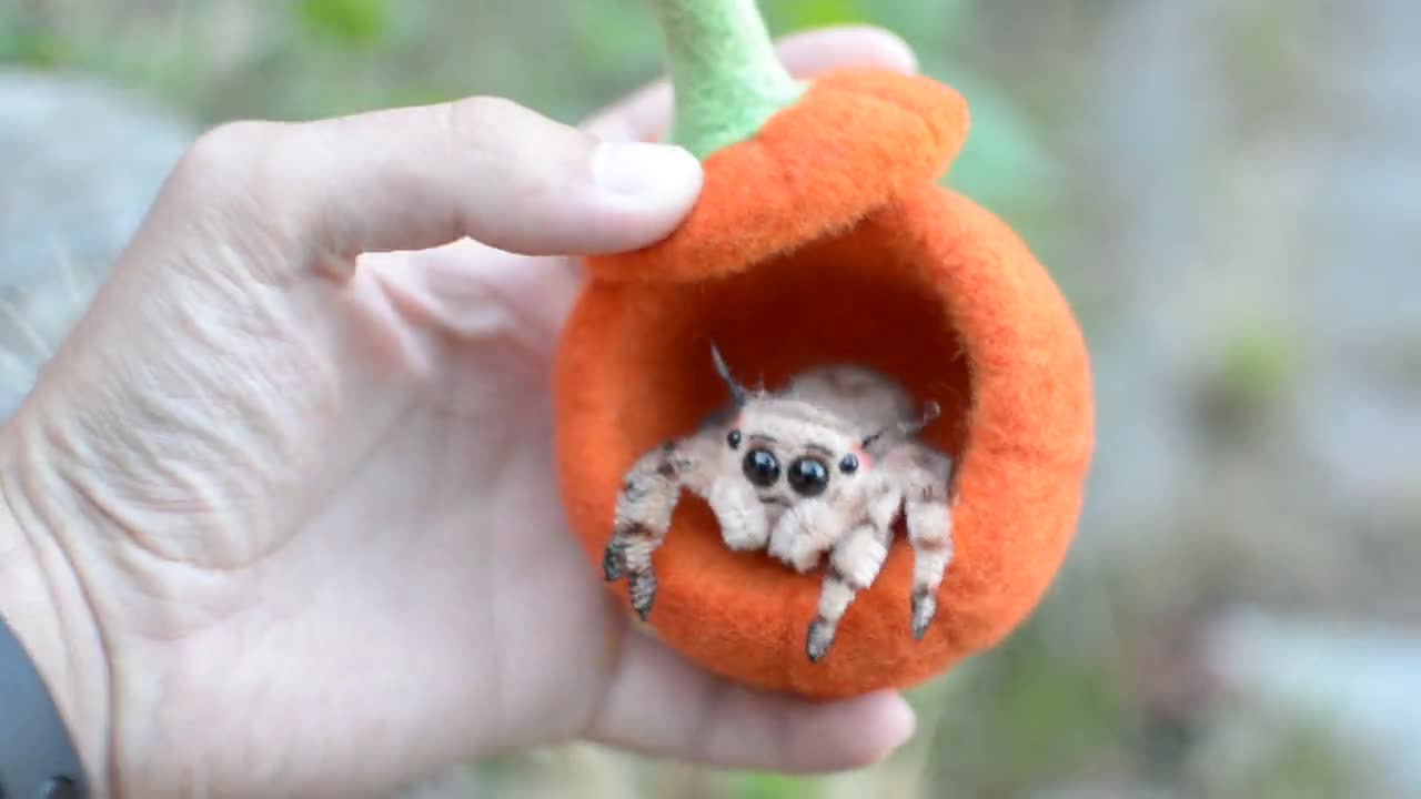 Needle Felted Jumping Spider Sculpture, Pumpkin Home, Kawaii Needle Felted Jumping Spider Sculpture, Pumpkin Home, Kawaii