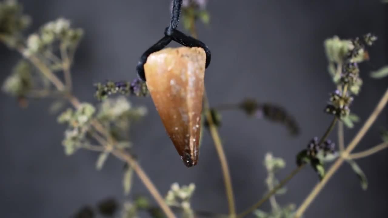 アングスティデンス　歯化石 グレイッシュブルーを呈する上質美麗歯！メガロドンの祖先、オトドゥス