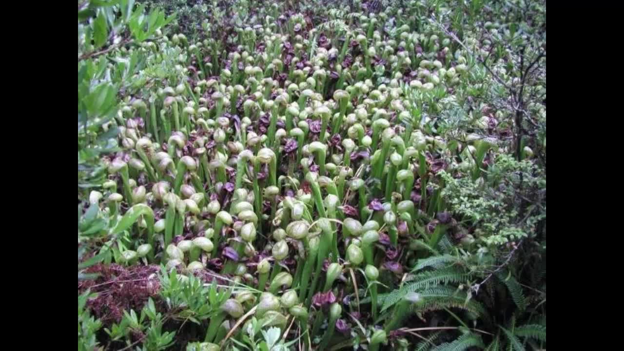 Darlingtonia californica | California Pitcher Plant | Cobra Lily | 20 Seeds video poster