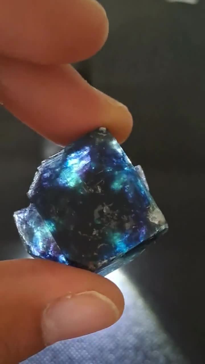 バタフライポケット オコルス フローライト w\ ブラック\パープル