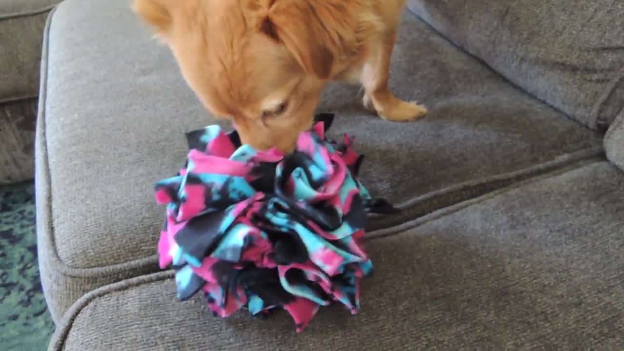 Snuffle Ball Dog & Cat Toy No Sew Project for Pets! Fast & Easy make and  take project. 