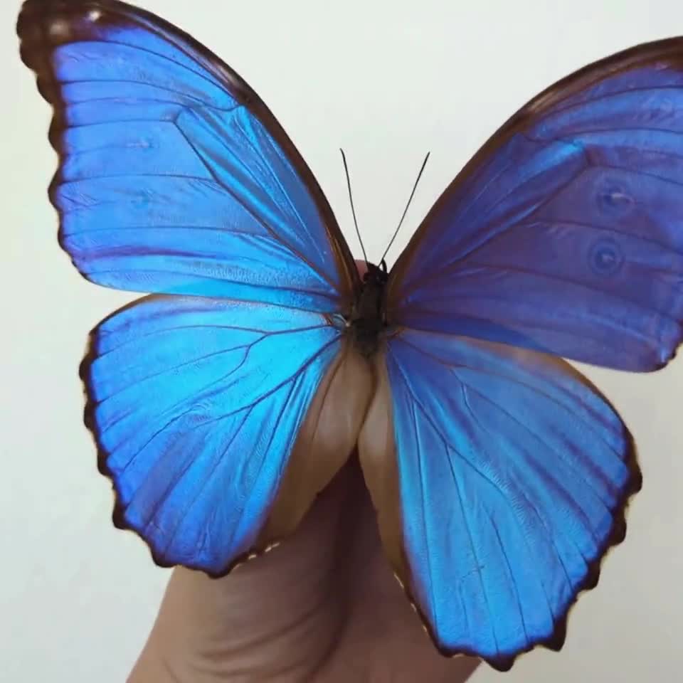 額入りブルーモルフォ蝶：昆虫学展示ケース、風変わりな壁飾り - Etsy 日本