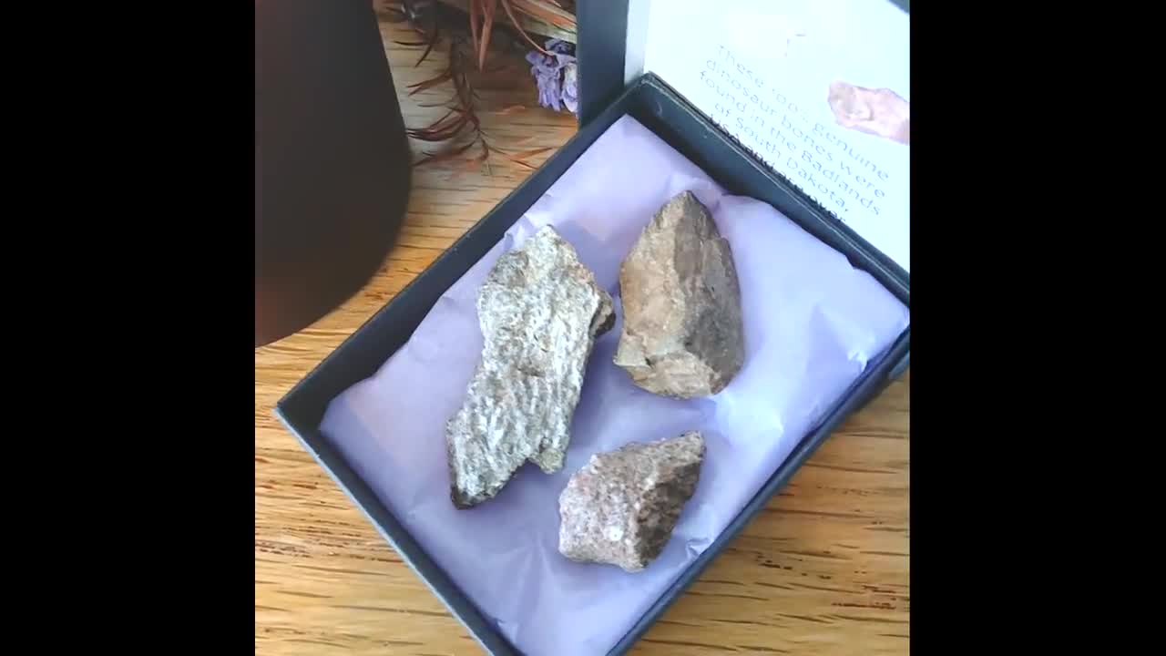 3 X Dinosaur Bone Fossils 100% Genuine 20-25mm In Presentation Box - Foto 8