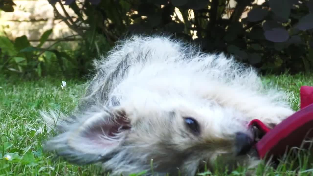 Strawberry Dog Collar, Small and Large Dog Collar, Adjustable Size
