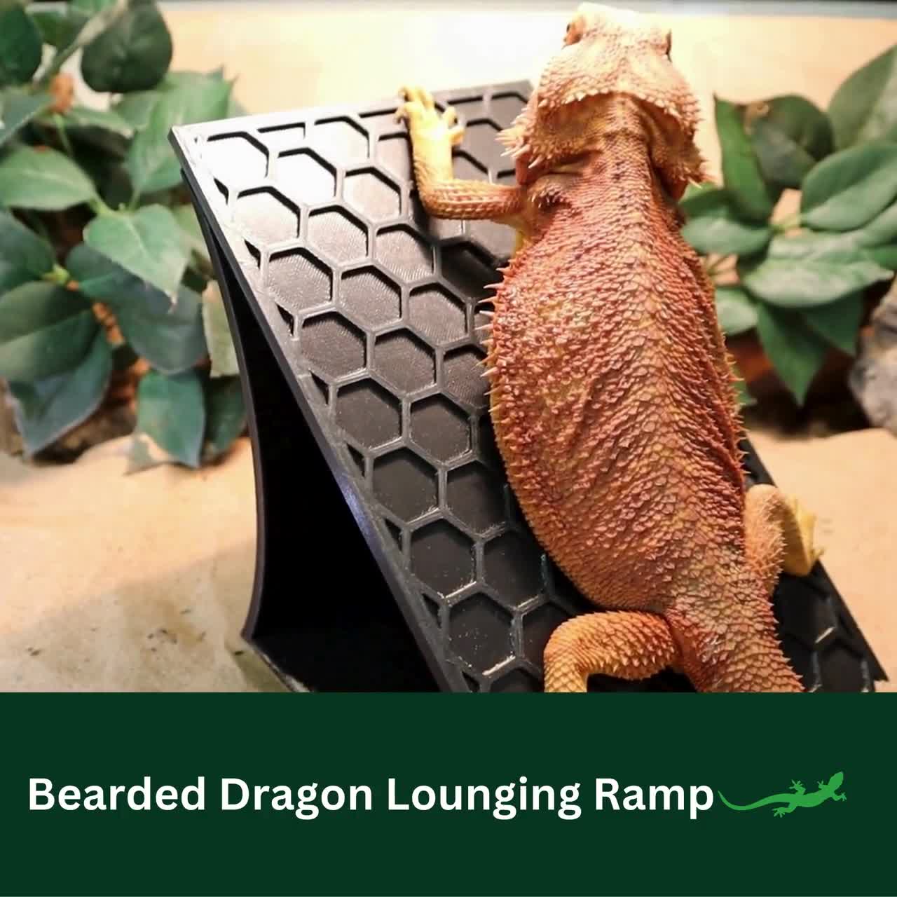 Bearded Dragon Yardwe Large Hideout - Wooden Reptile Cave With Climbing ...