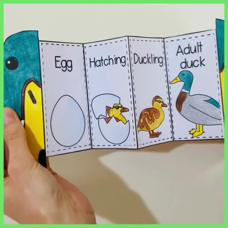 Foldable Duck Life Cycle Learning Activity for Kids A4 and 11x8.5