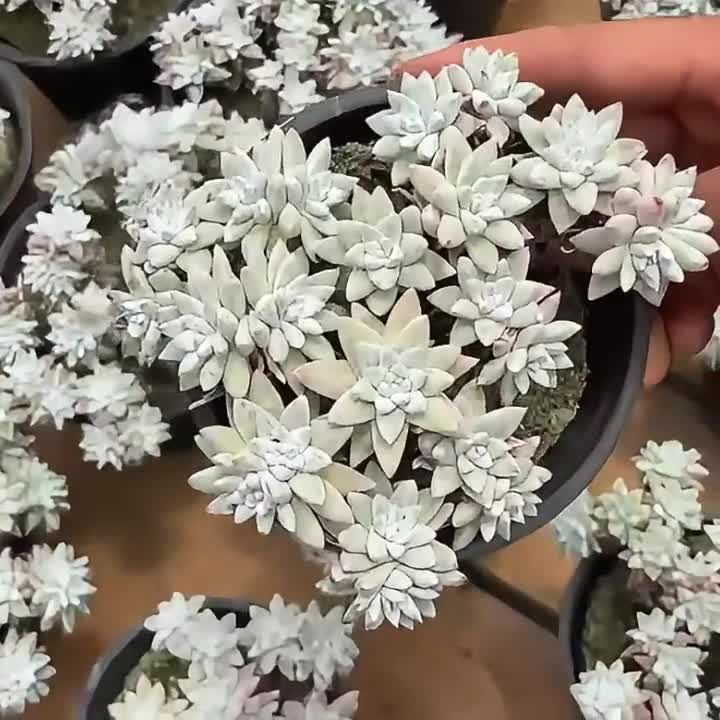生きた多肉植物 - 珍しい多肉植物 - ダドリア グリネイ ホワイト