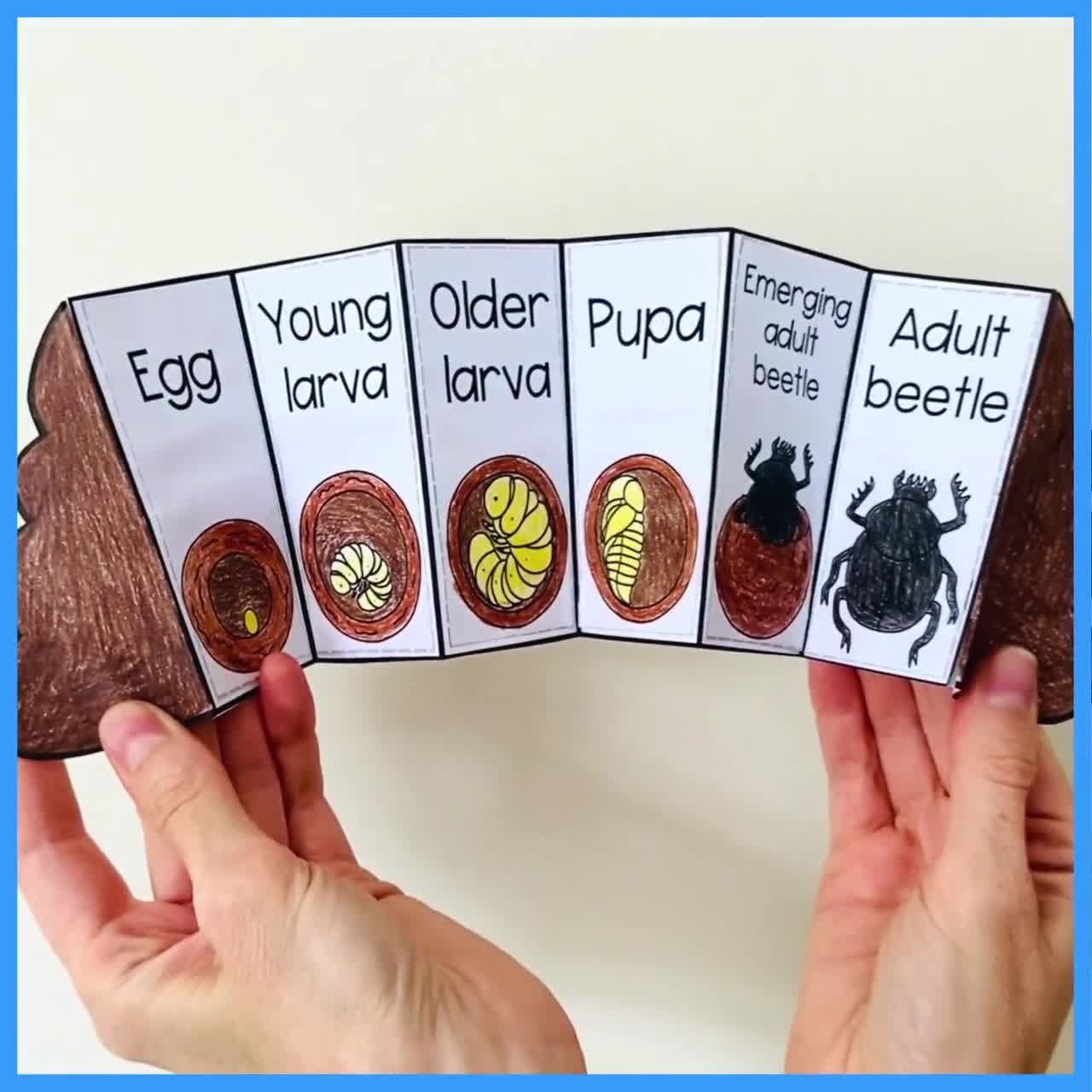 Life cycle of a dung beetle foldable sequencing activity craft for kids |  Digital Download PDF printable
