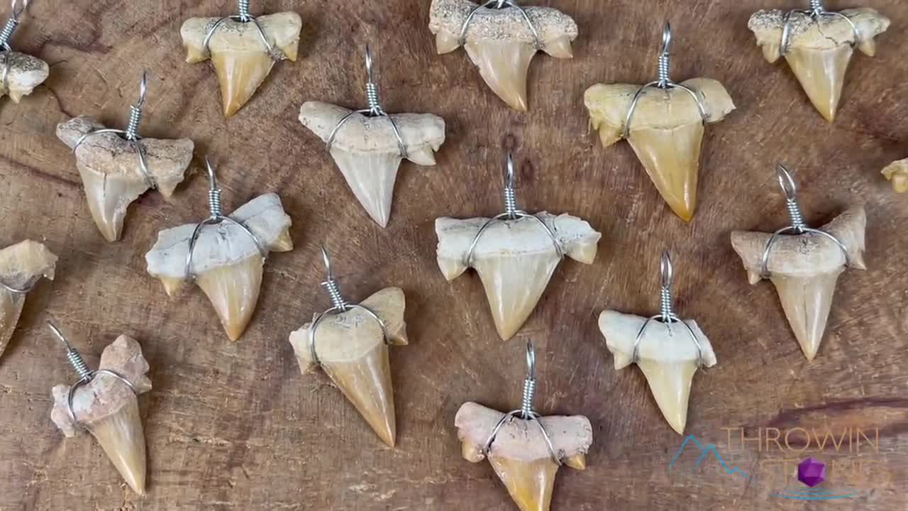 Shark tooth necklace on sale diy