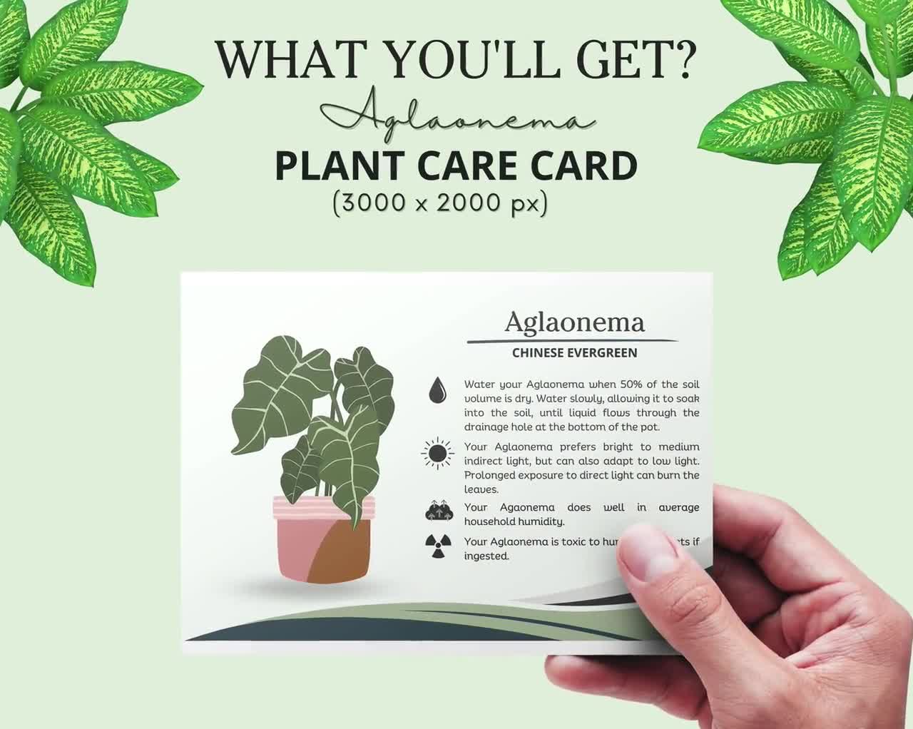 Aglaonema Plant Care Card, How to Care for Aglaonema, How often to water  Aglaonema, Aglaonema Sunlight Schedule