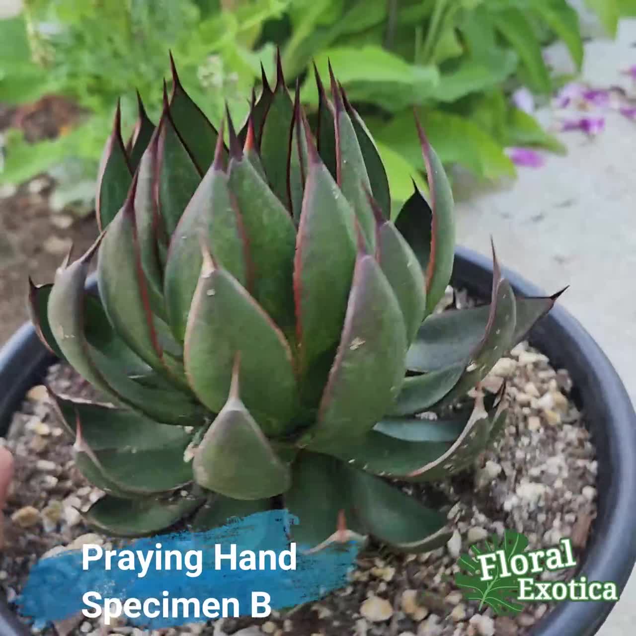 Mangave Praying Hands - マンガベの祈りの手 - 希少植物 - Ultra Rare - 龍舌蘭専門店 - US Stock -  植物検疫証明書付きで出荷