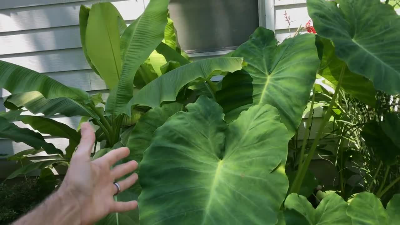 Jumbo-oorbellen olifant - levende bol extra groot - grootste maten tropische plant groen blad [XL/GIANT] -Beperkte hoeveelheid- video poster