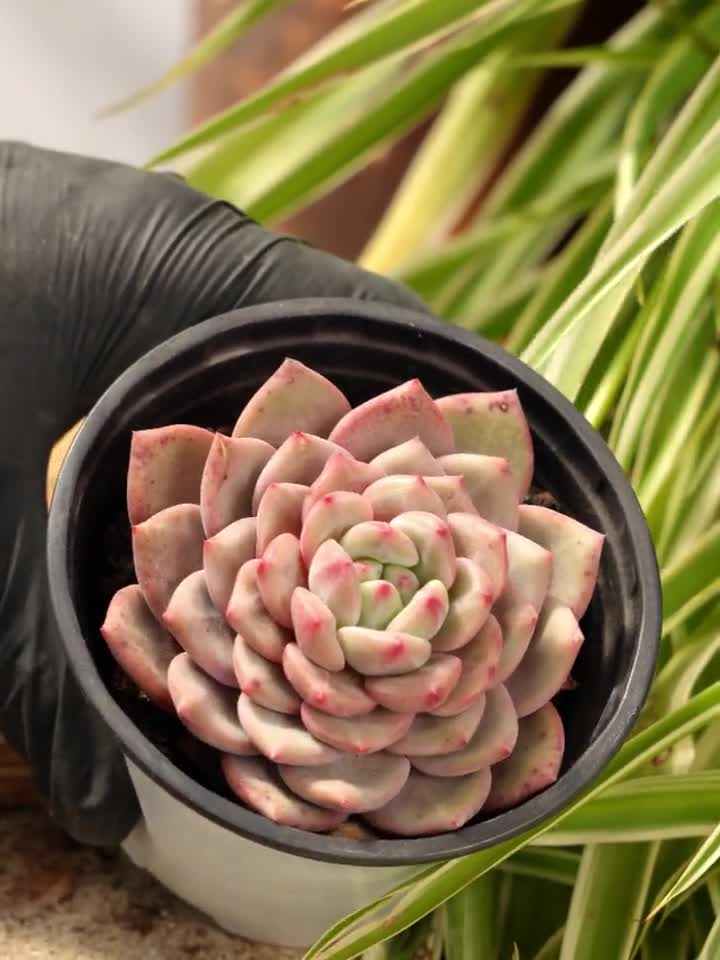 Echeveria Ariel-succulent - Etsy