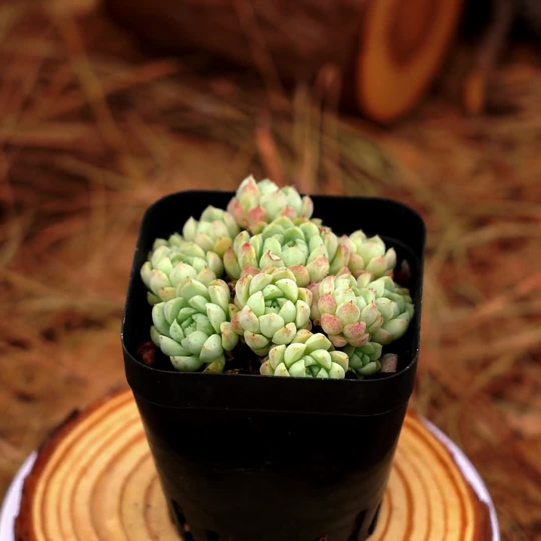 2.5インチの生きた多肉植物、エケベリアボールオブファット、お手入れ