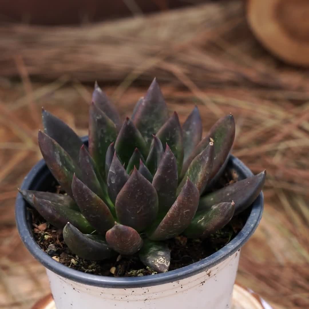 4インチの生きた多肉植物、エケベリア ブラック ナイト、お手入れが