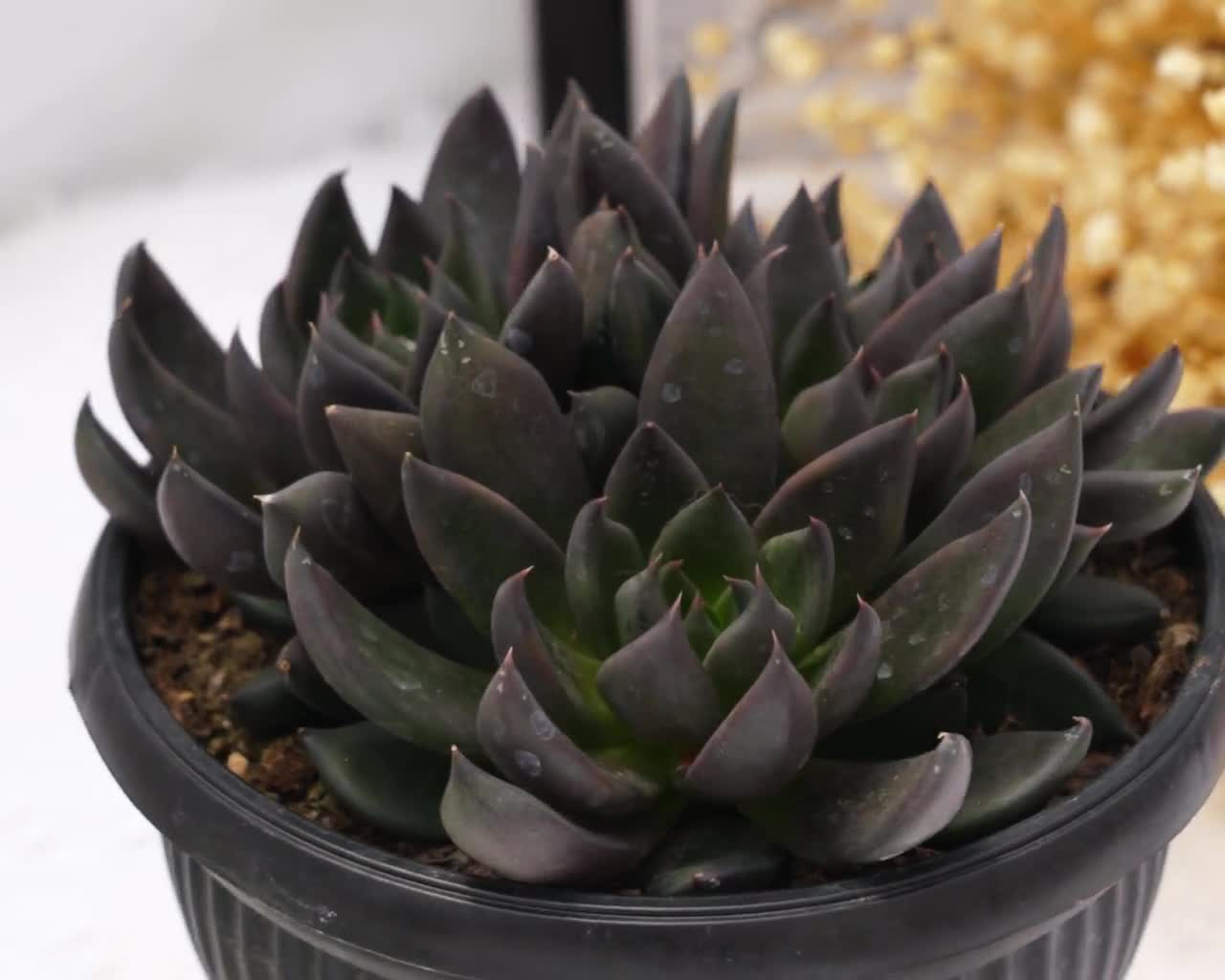 エケベリア ブラック ナイト、珍しい多肉植物、最高の贈り物 - Etsy 日本