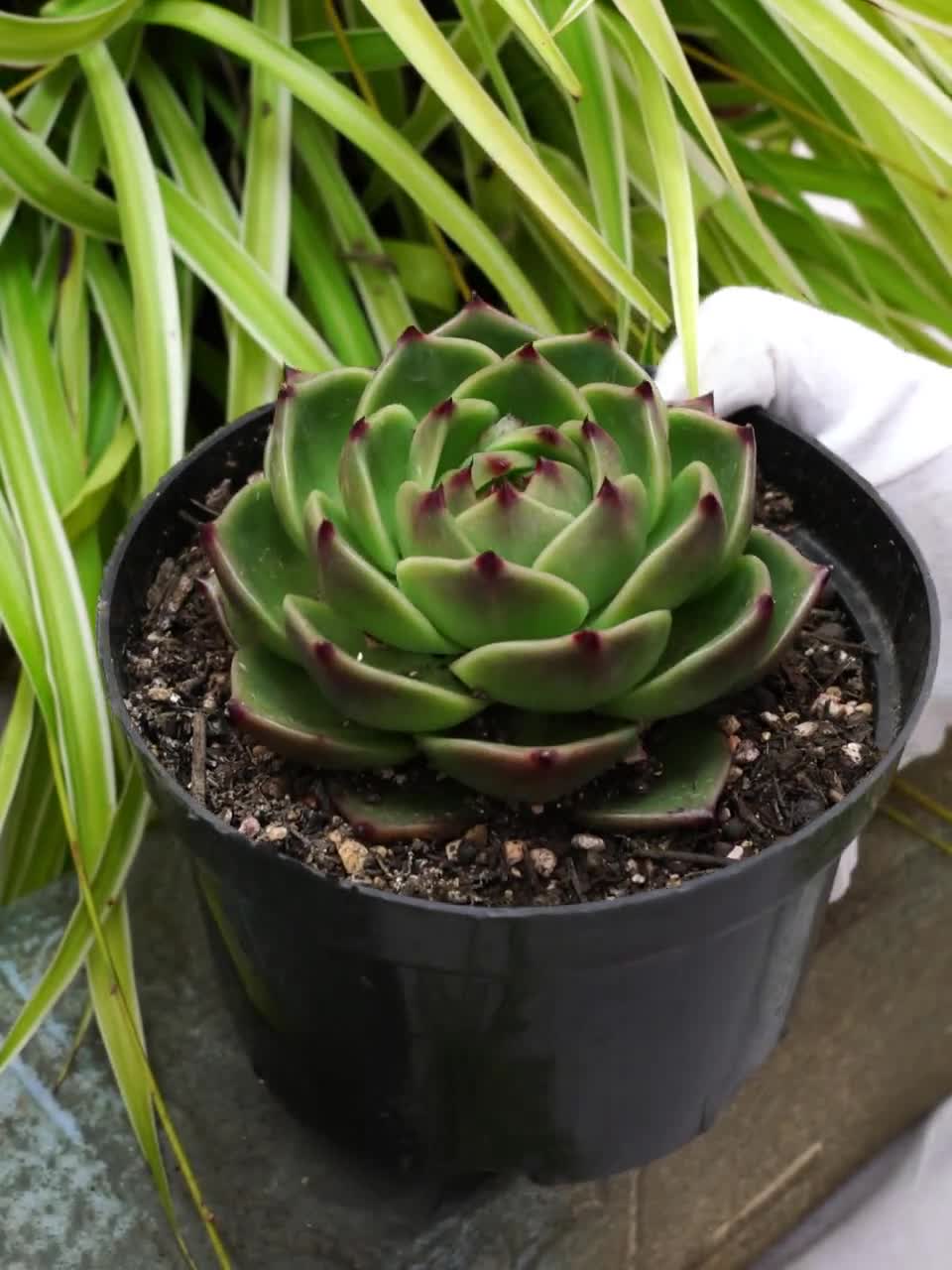 エケベリア ブルードラゴン - 多肉植物 - Etsy 日本
