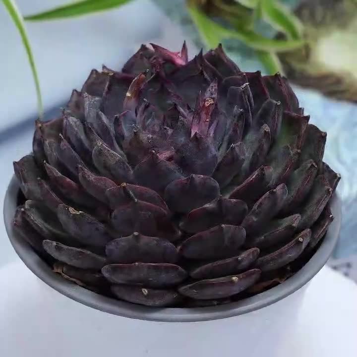 Echeveria Blue Enchantress - Succulent Plants - A Touch of Nature
