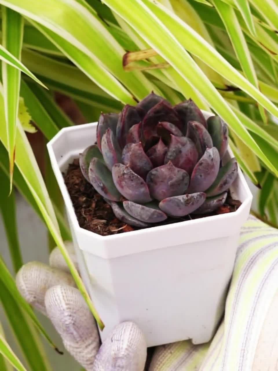 多肉植物 エケベリア fw249カリビアンブルー12個 多肉植物 カリビアン