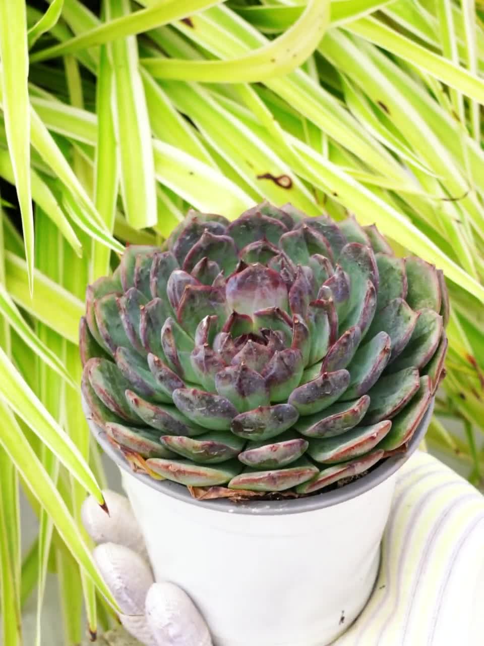 Top【選抜株】多肉植物　264358ブルー　エンチャーントレス　8個　鉢無し エケベリア ブルーエンチャントレス - 多肉植物 - Etsy 日本