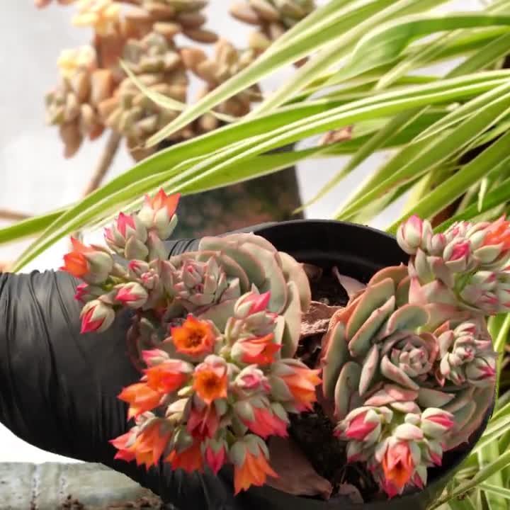 Echeveria Claudia-succulent - Etsy