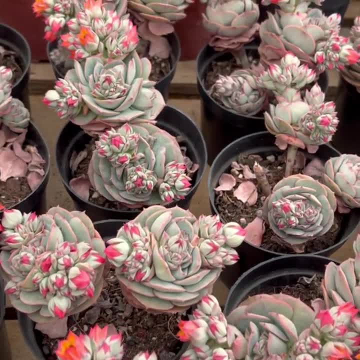 Echeveria Claudia,succulent Plant,succulent Gifts - Etsy