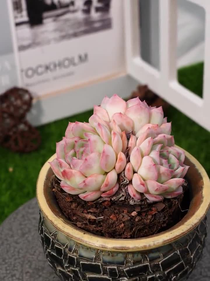 3'' エケベリア デザートローズ - Etsy 日本