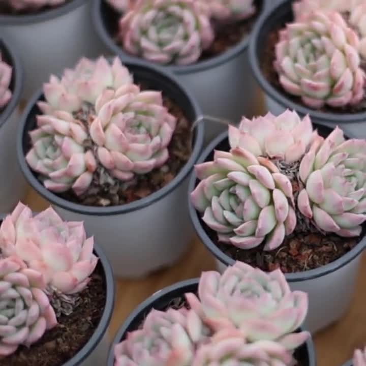 エケベリア デザート ローズ、多肉植物、多肉植物ギフト - Etsy 日本