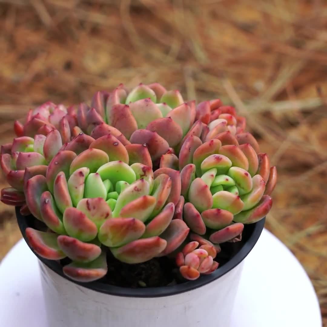 4.5インチの生きた多肉植物、エケベリア ファンタ、お手入れが簡単な