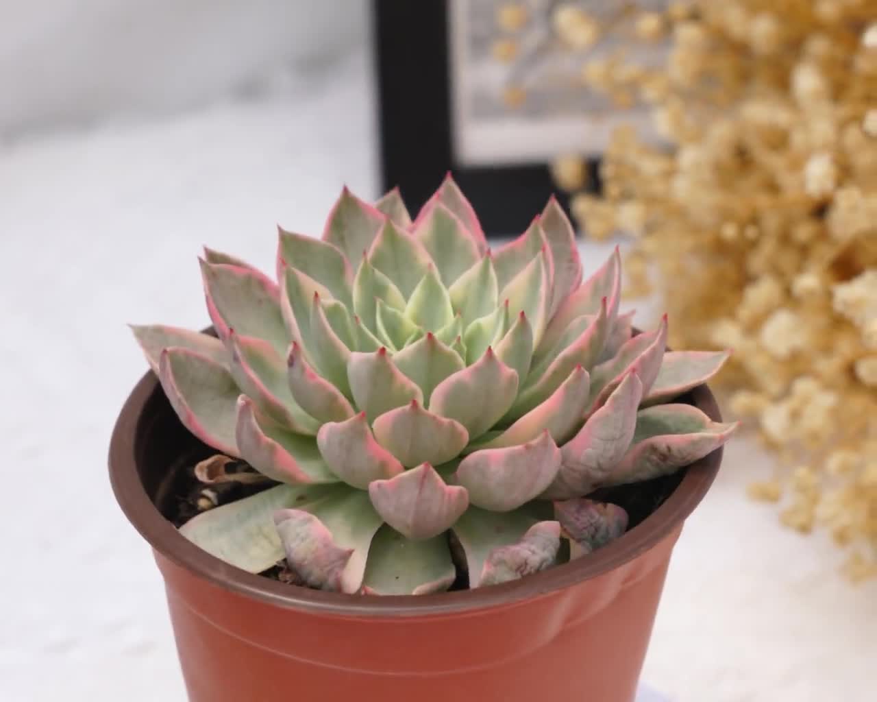 エケベリア ヘラ 斑入り、珍しい多肉植物、最高の贈り物 - Etsy 日本